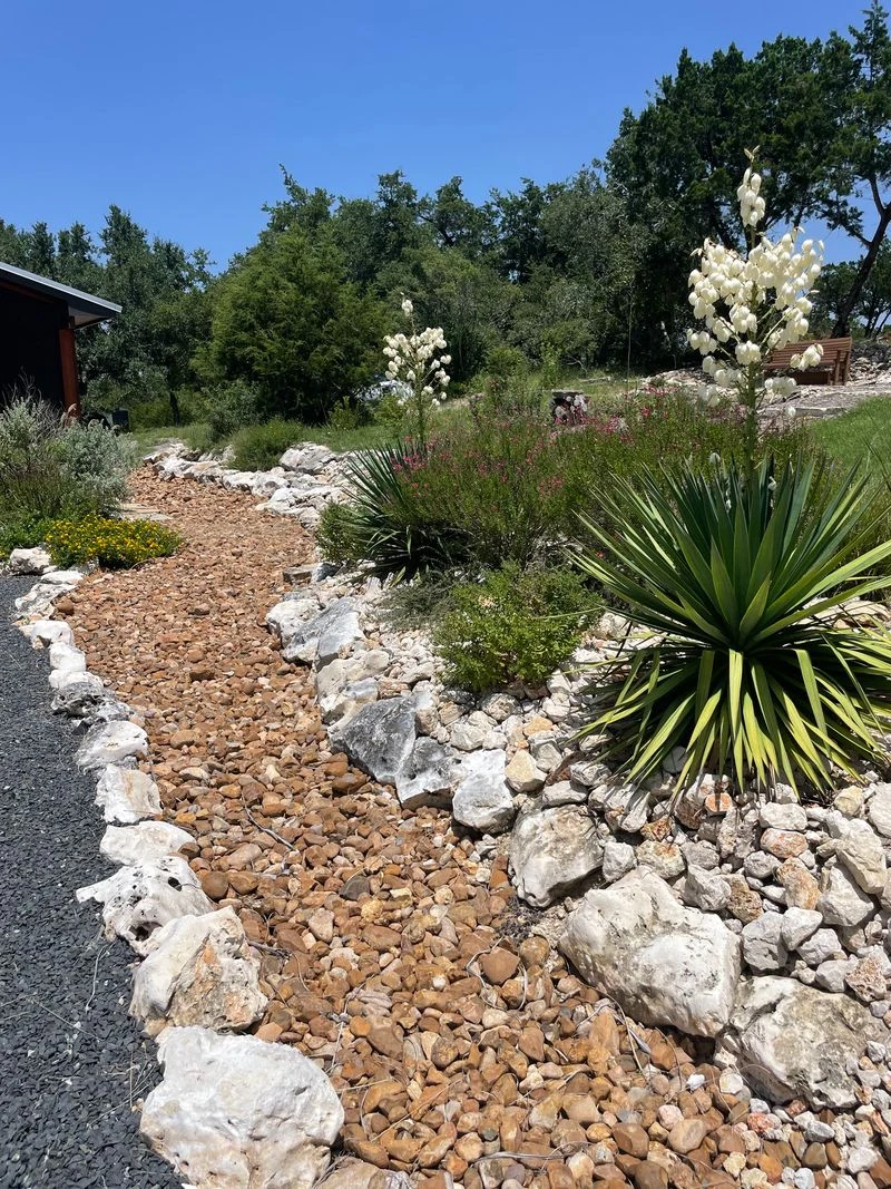 Flowering yucca and water-wise planting